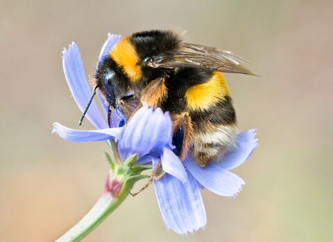 Bee (hi res)