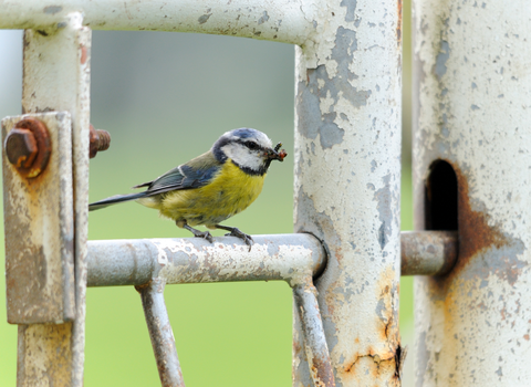 Blue tit nesting in a gate