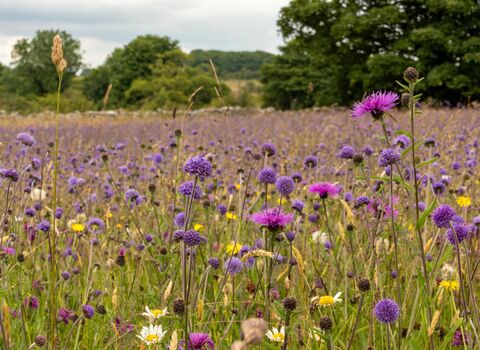 Chancellor's Farm wildflowers taken by Kiff Hancock