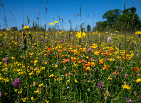 Chancellor's Farm meadows