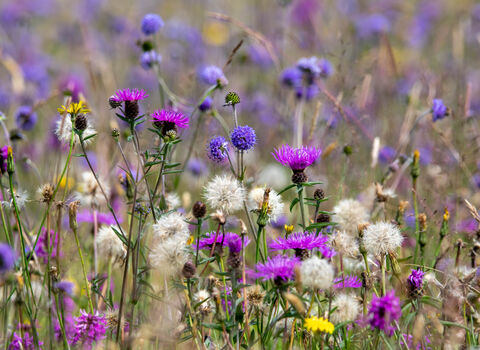 Chancellor's Farm meadows
