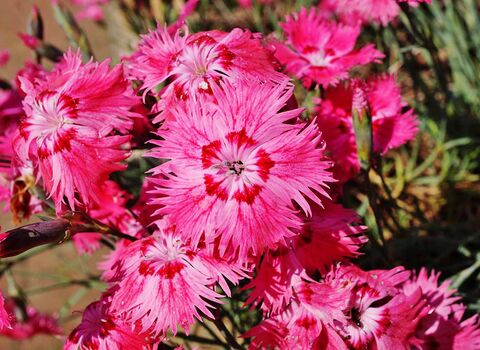 Cheddar Pink flower