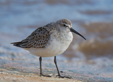 A juvenile curlew sandpiper standing on the shore. It's a small wading bird with a fairly long, downcurved beak and a strong supercilium