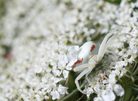 A flower crab spider resting on a white umbellifer, its front two pairs of legs held out waiting to grab an unwary insect. The spider is white, to blend in with the flower, with red markings on the abdomen