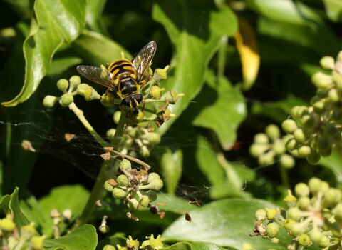 Yellow-haired Sun Fly on ivy flowers