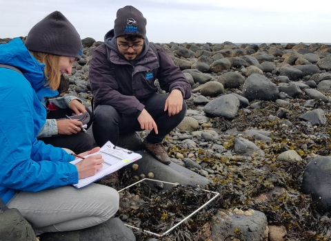 People surveying a rocky shore as part of Shoresearch