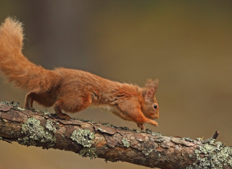 Red Squirrel