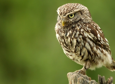 Little owl