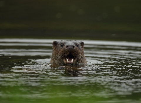 Otter in river