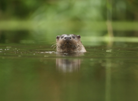 River otter peeking out of the water