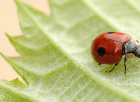 2-spot ladybird