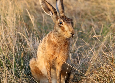 Brown hare