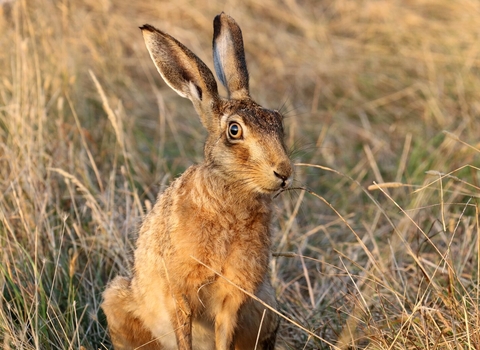 Brown hare