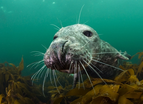 A young female grey seal underwater looking towards the camera