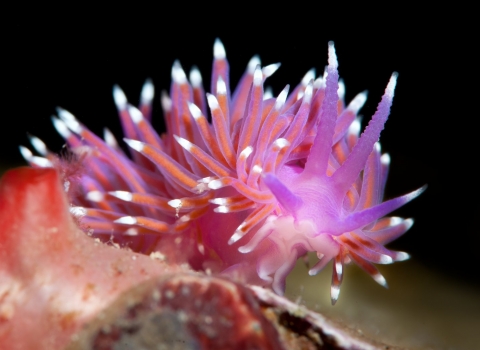 Edmundsella pedata, a bright pink sea slug or nudibranch