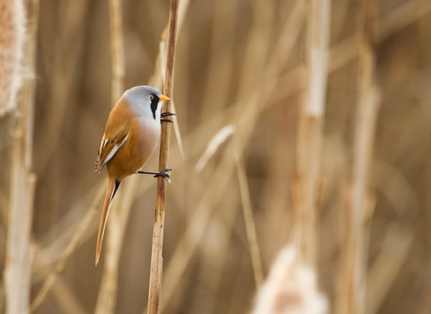 An adult bearded reedling resting on the stem of a bull rush