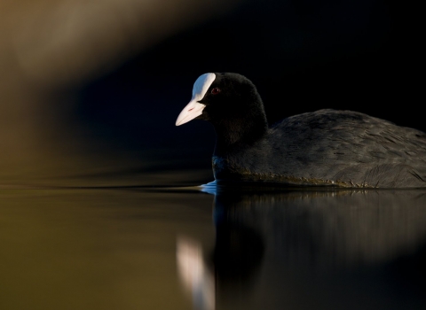 An adult coot on water