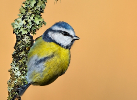 Blue tit