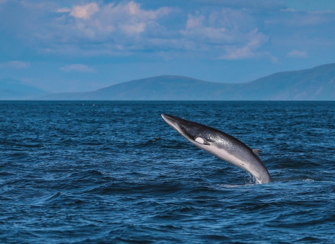 Minke whale