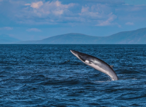 Minke whale