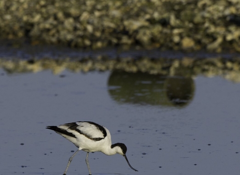 avocet