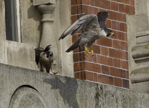 Peregrine