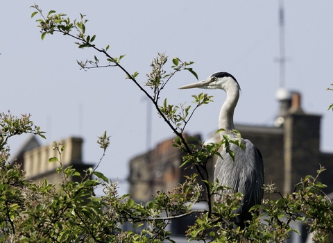 Adult grey heron perched in a tree in an urban park, 