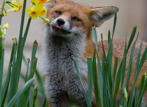 Young red fox comically licking daffodils