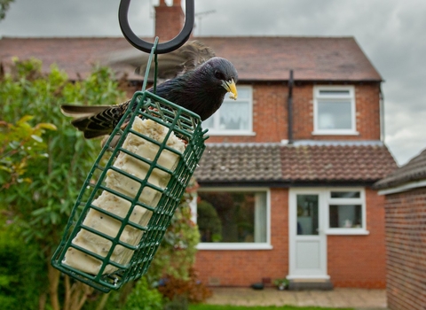 Starling on bird feeder