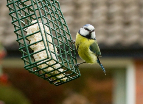 Blue tit on feeder with house in background