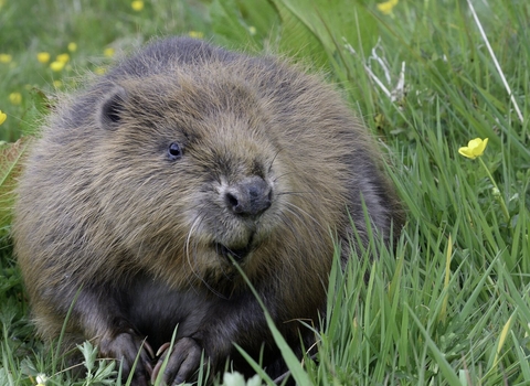 Beaver