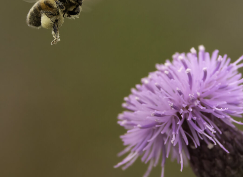 A bee, possibly a honey bee, with a pollen sack visible on the right side of its abdomen, hovering above a purple thistle flower.