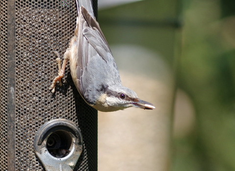 Nuthatch on feeder