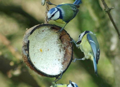 Blue tits feeding on a fat-filled coconut shell