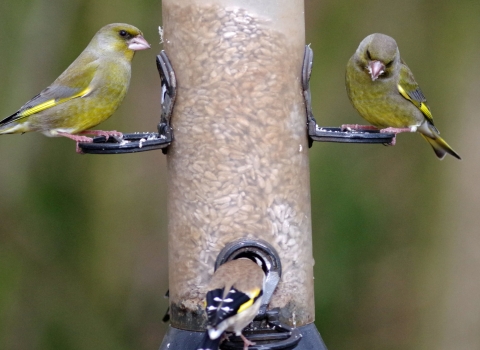 Birds on bird feeder