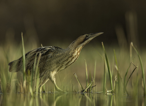 A bittern on wetlands