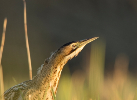 a Bittern