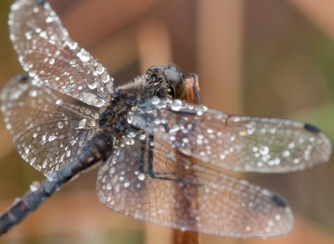 Dragonfly