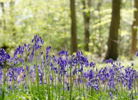 A sunny woodland with bluebells