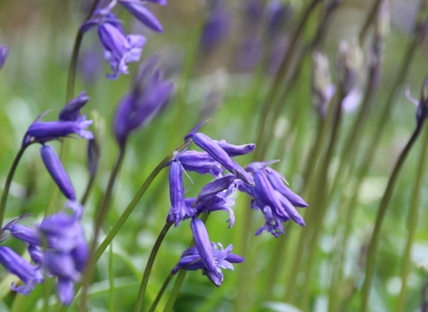 bluebells