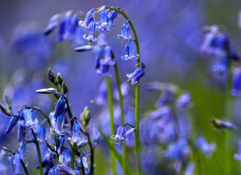 bluebells