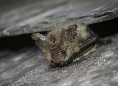 Brown long-eared bat