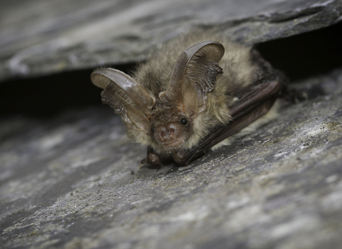brown long-eared bat