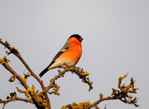 Bullfinch