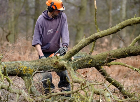 Reserve staff thinning woodland using a chainsaw wearing personal protective equipment