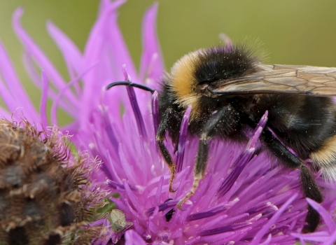 Southern cuckoo bee on wildflower