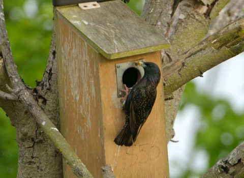 Starling bringing an insect to feed chicks in nest box 