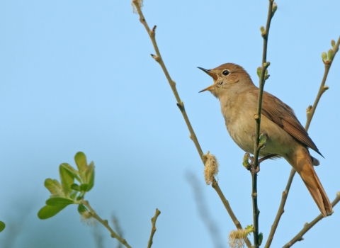 Nightingale singing