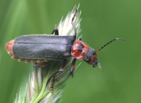 Cantharis rustica, a black and red soldier beetle with a black, heart-shaped mark on its red pronotum, rests on a grass seedhead