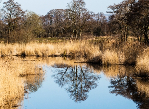 Catcott Nature Reserve